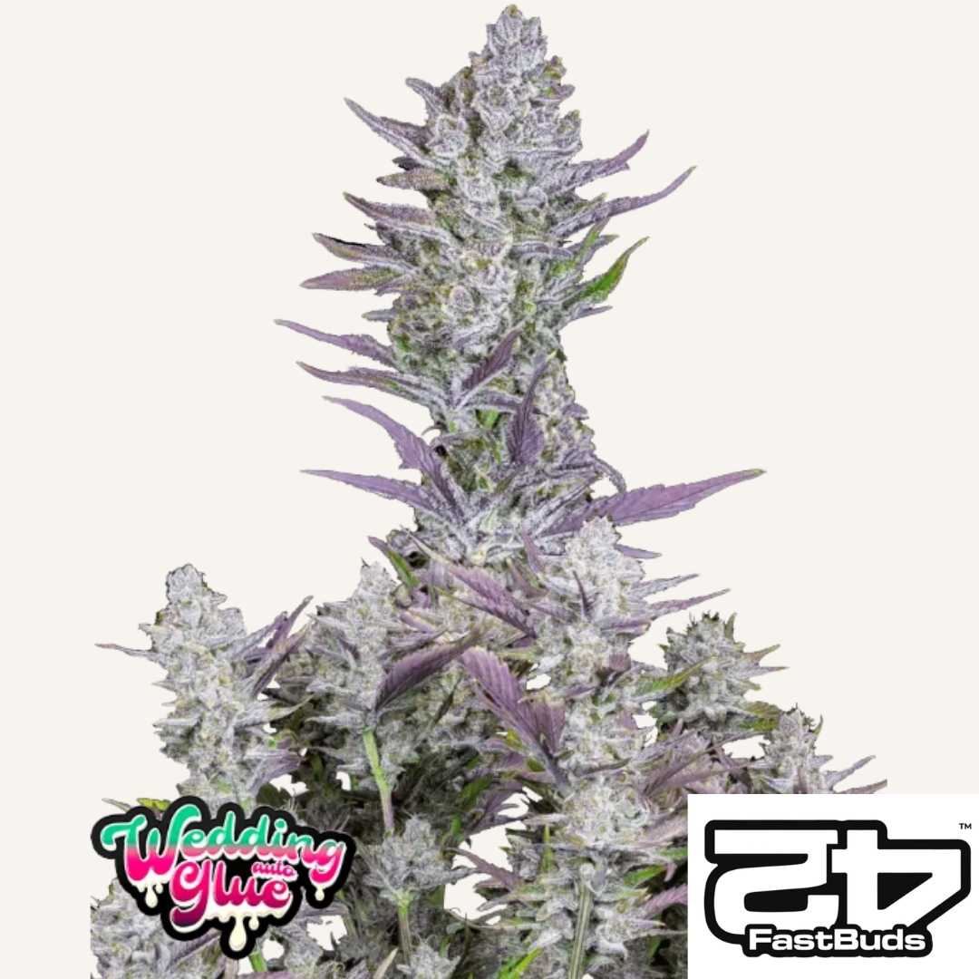 Wedding Glue Auto mit dichten, harzigen Buds und violett getönten Blättern in voller Blüte