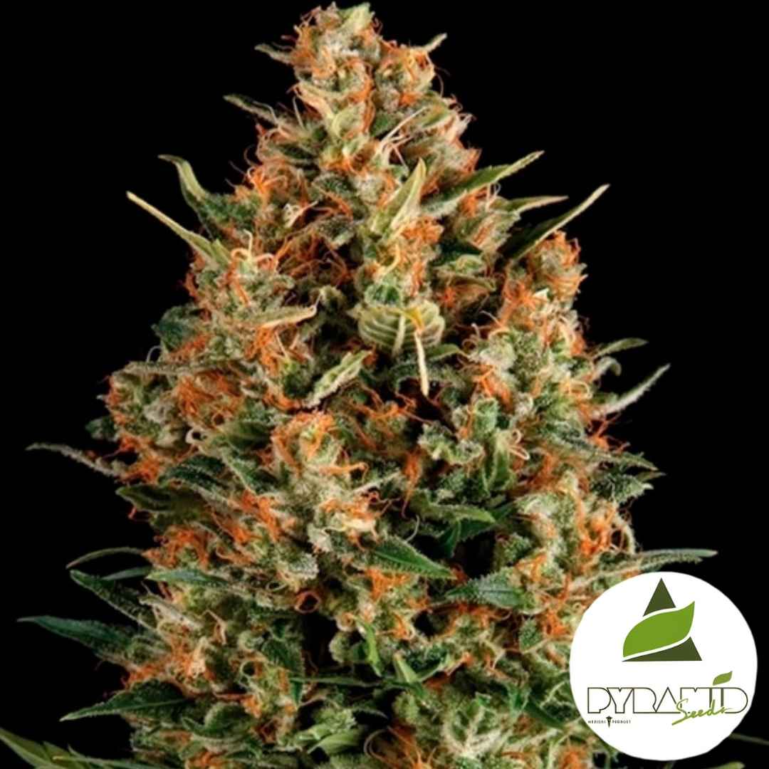 Wembley Blüte mit dichten orangefarbenen Härchen und harzüberzogenen grünen Buds