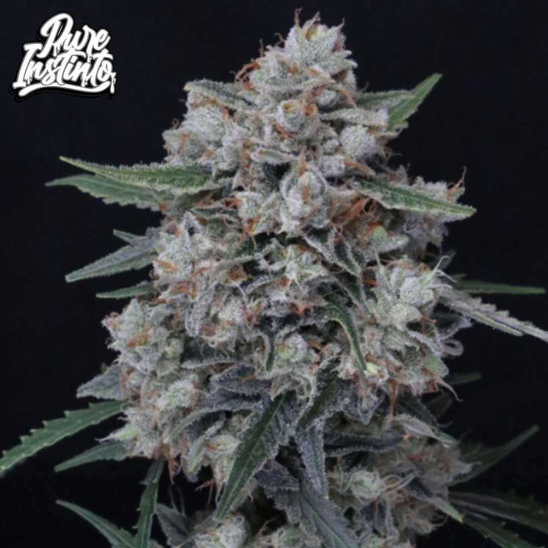 Whipped Runtz Auto Blüte mit dichten, harzigen Buds und orangefarbenen Härchen