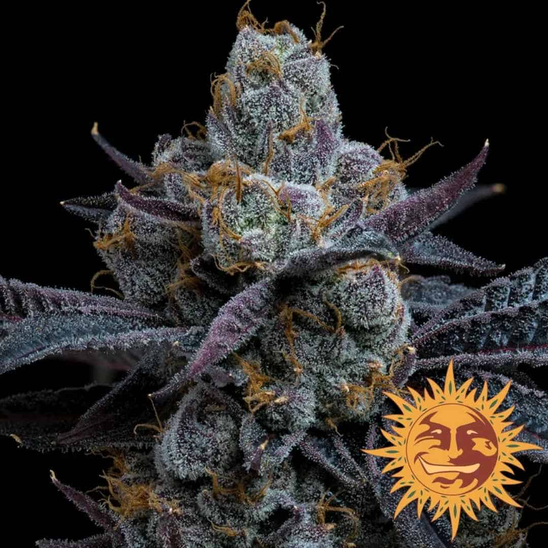 White Runtz Blüte mit dichten Trichomen, violetten Blättern und leuchtend orangefarbenen Härchen