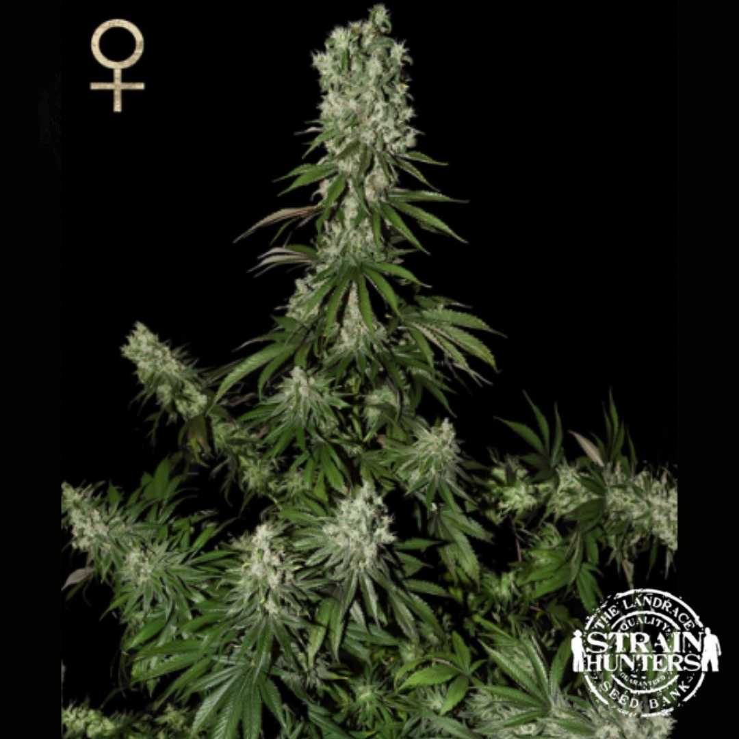 White Strawberry Skunk mit hoher Hauptcola und zahlreichen dichten, harzreichen Seitenblüten.