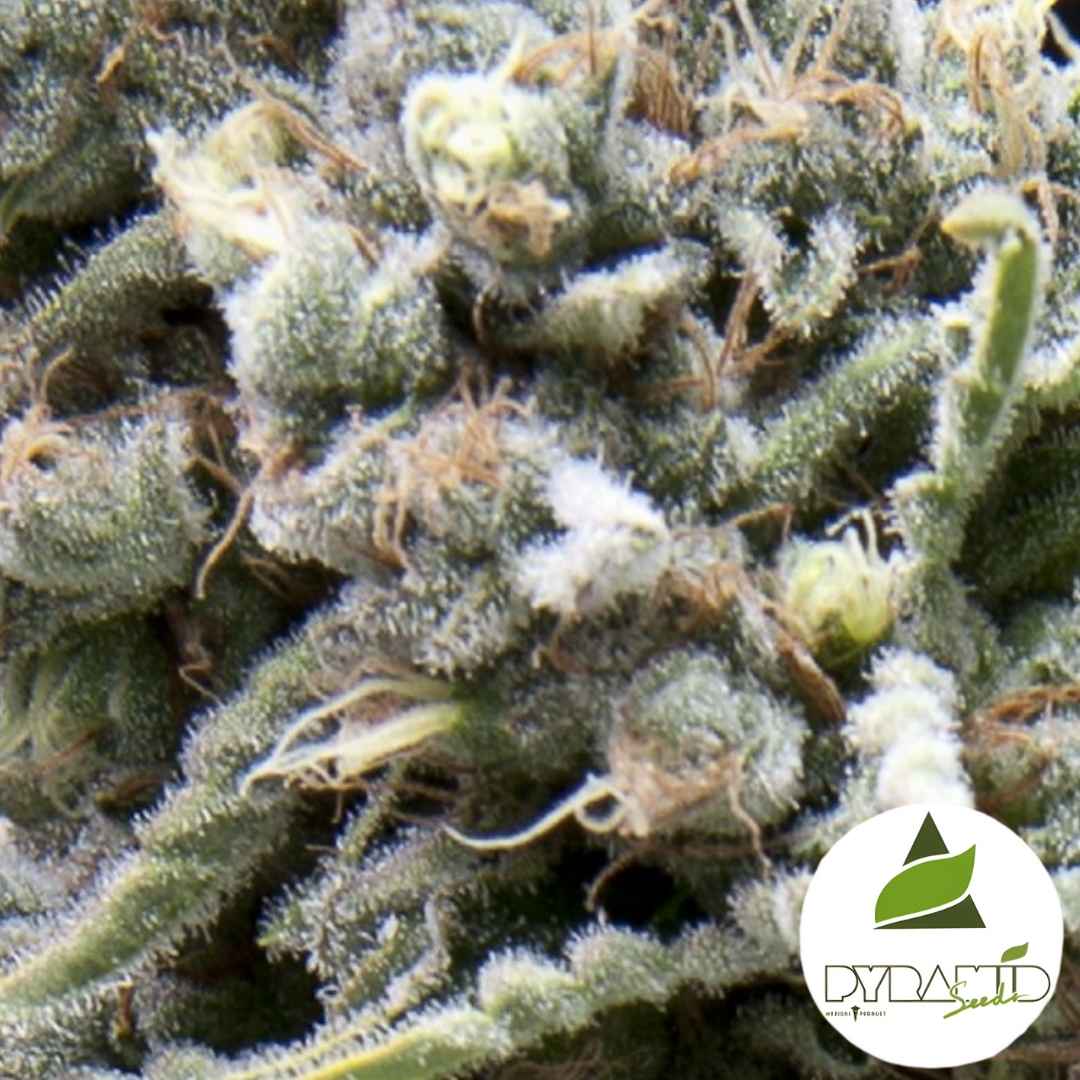 White Widow CBD Blüte mit dichten Harztrichomen und orangefarbenen Härchen in naher Detailansicht