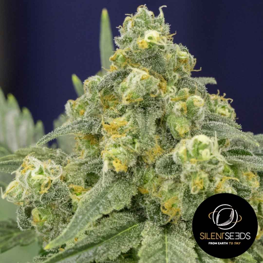 Dichte White Widow Blüte mit vielen Harzkristallen und orangefarbenen Blütenhaaren