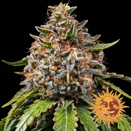 Dichte White Widow XXL Blüte mit vielen Harzkristallen und orangefarbenen Blütenhärchen