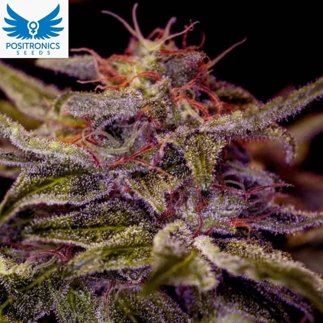 Z Valley Cannabisblüte mit dichten Trichomen und roten Blütenfäden, harzige Budstruktur mit hohem Harzbesatz