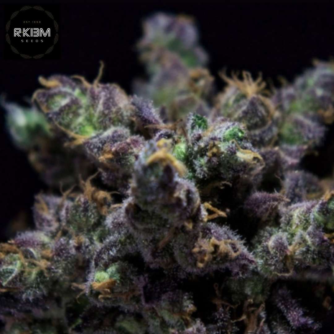ZKiem Cannabisblüte mit dichten violetten Buds, reich an Trichomen und orangefarbenen Härchen