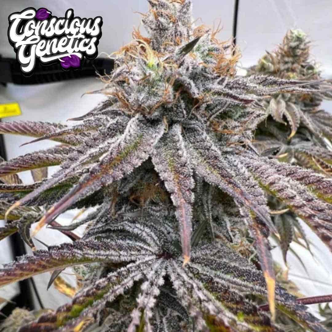 Zapplez 2.0 Blüte mit frostigen Trichomen, dunklen Zuckerblättern und orangefarbenen Blütenhaaren