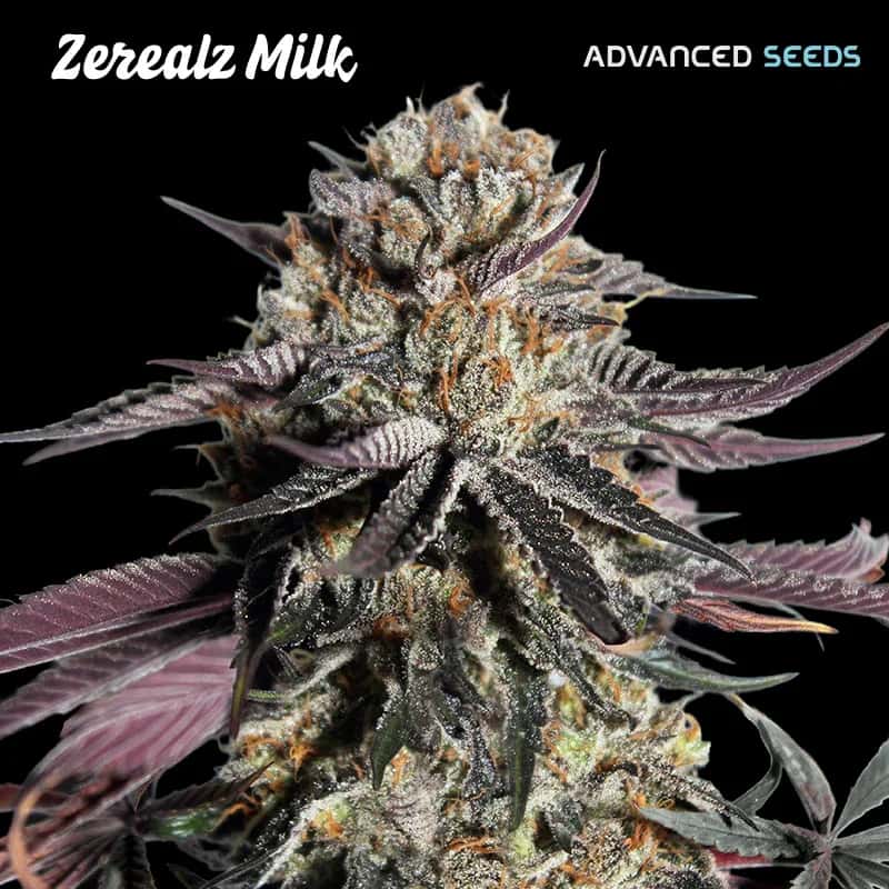 Zerealz Milk Bud von Advanced Seeds mit dichten Trichomen, violettgrünen Blättern und auffälligen orangen Blütenhaaren.