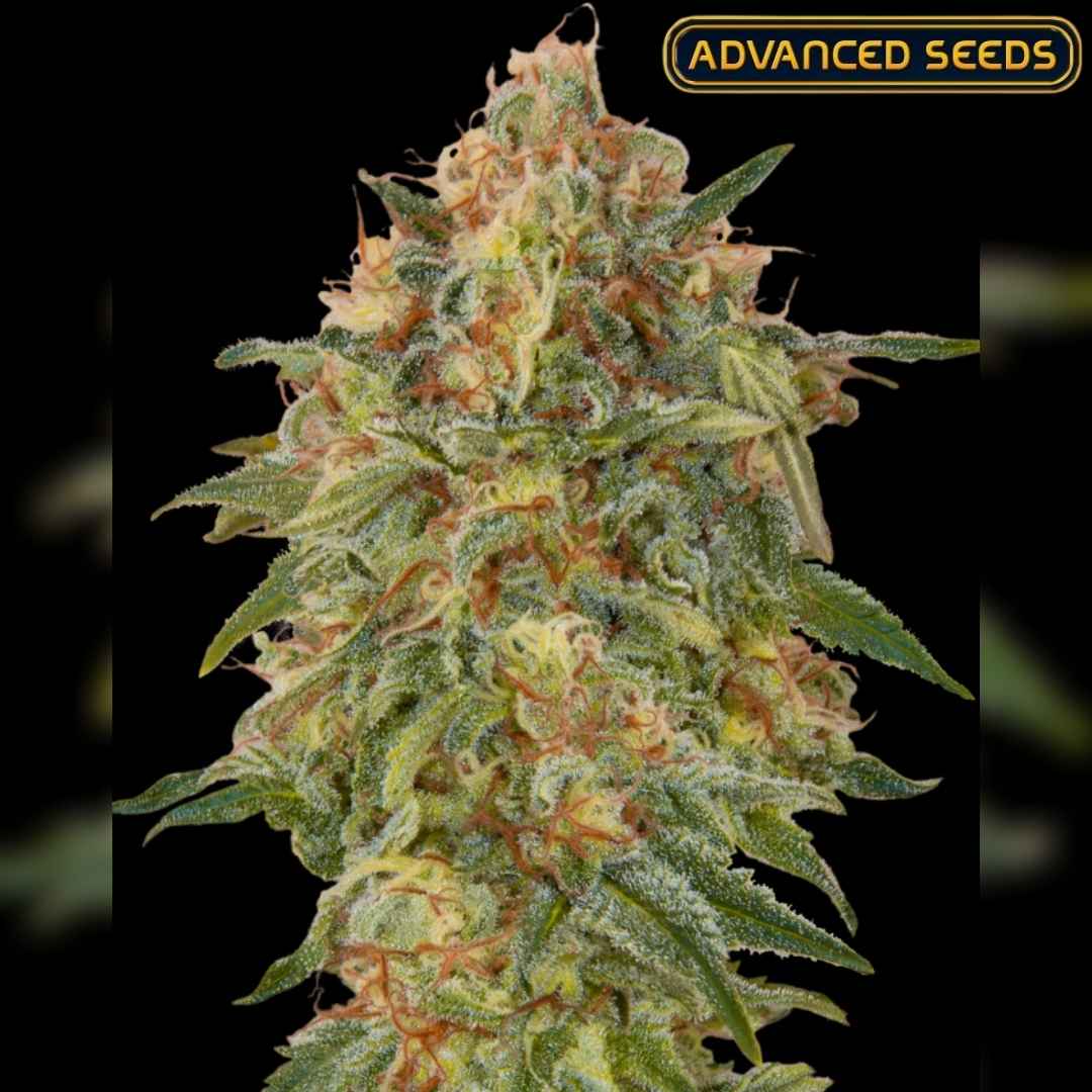 Dichte Zkittlez Blüte mit orangefarbenen Härchen und glitzernden Harzkristallen