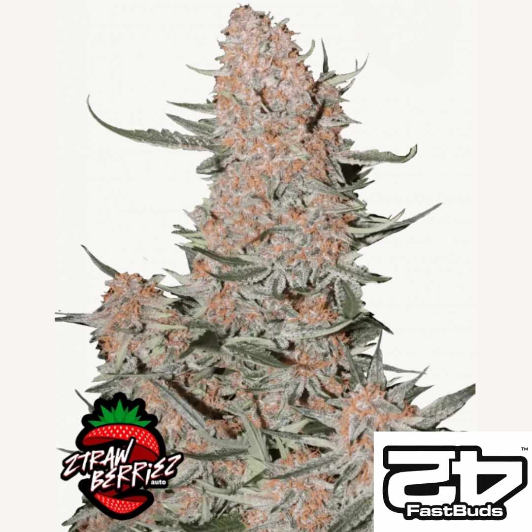 Ztrawberriez Auto Blüte mit dichten, harzbedeckten Buds und rosa-orangenen Blütenkelchen