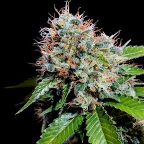 Zuri Widow Cannabisblüte mit harzigen Trichomen und orangefarbenen Pistillen.