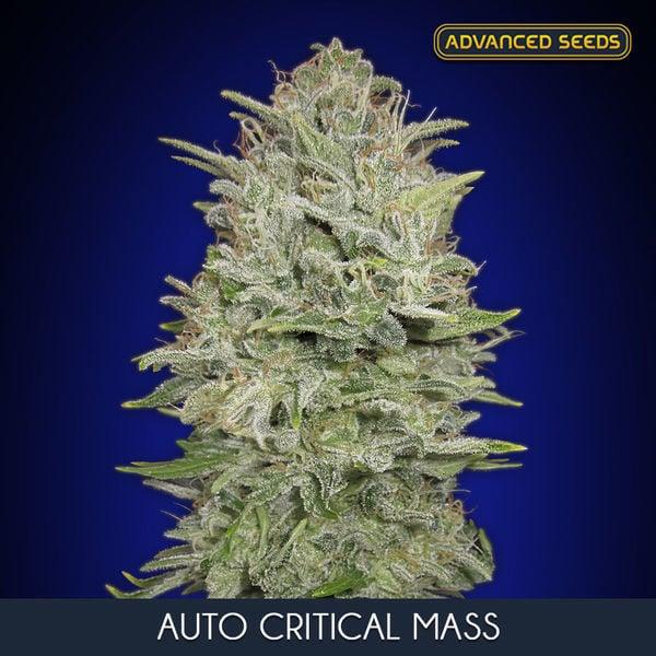 Dicht bewachsener Auto Critical Mass Bud mit frostiger Harzschicht und orangefarbenen Blütenstempeln.