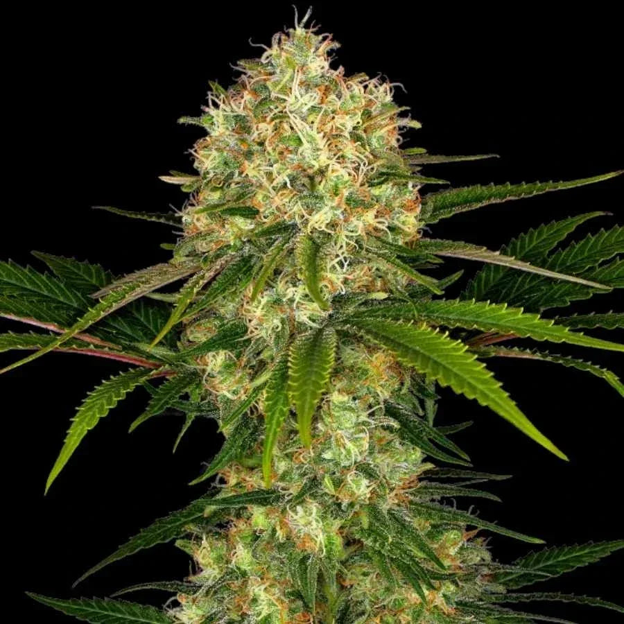 Kräftige Afghani #1 Cannabispflanze mit harzigen, dichten Buds und dunklen Zuckerblättern kurz vor der Ernte