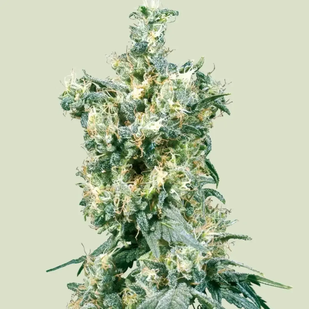 Kräftige American Dream Cannabispflanze mit dichten, harzigen Buds und orangefarbenen Blütenhaaren.