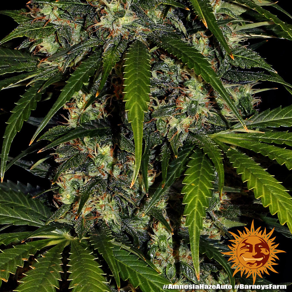 Nahaufnahme eines reifen Amnesia Haze Auto Buds mit vielen Trichomen und gezackten Blättern