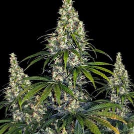 Hohe Amnesia Haze Auto Pflanze mit dichten, harzreichen Buds und kräftigem Seitenastwachstum