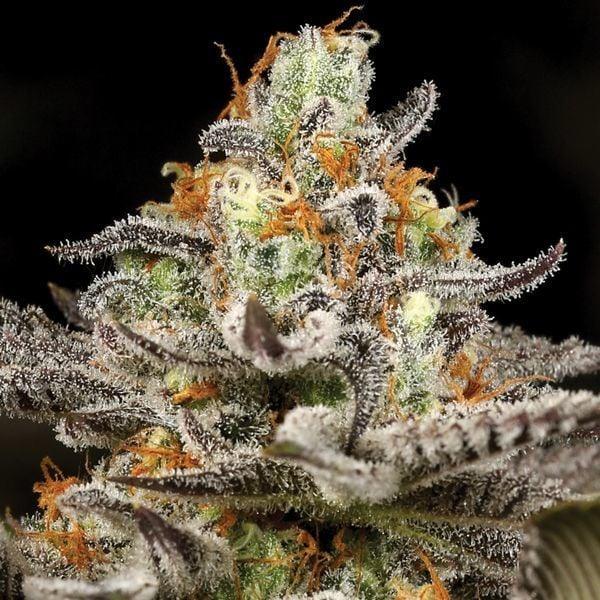 Sleepy Joe Cannabisblüte mit harzigem, kristallinem Überzug und orangefarbenen Pistillen, die sich von den grünen Blättern abheben.