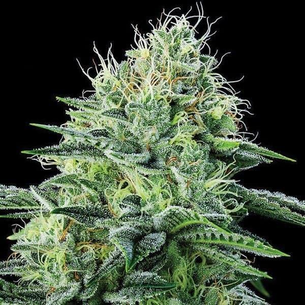 Kompakte, harzige Blüte der Strawberry Banana Auto mit dichten Trichomen und leuchtend orangen Stigmen.