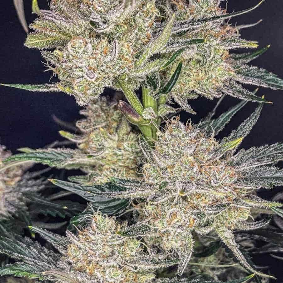 Mehrere Auto Strawberry Gorilla Blüten mit starkem Harzbesatz und orangefarbenen Stempeln unter Studiolicht.