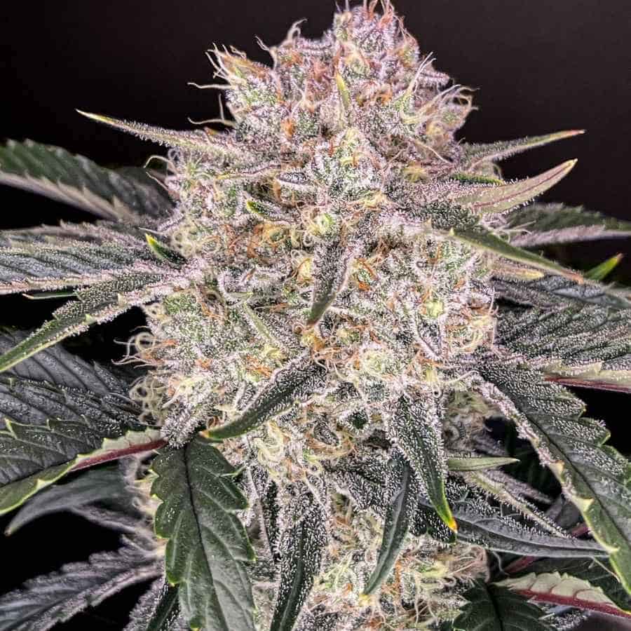 Auto Strawberry Gorilla Blüte mit frostiger Trichombeschichtung und leichten Lila-Akzenten auf dunklem Hintergrund.