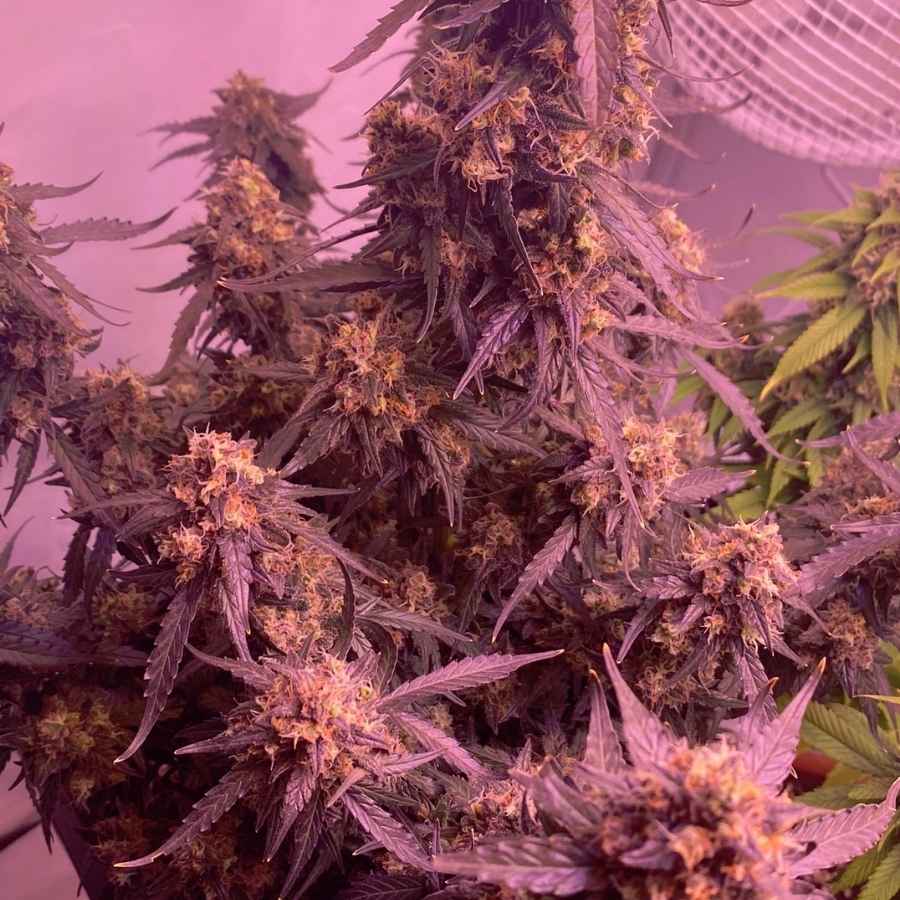 Blühende Auto Super Skunk mit dichten Knospen und sichtbaren Trichomen, die das starke Wachstum zeigen.