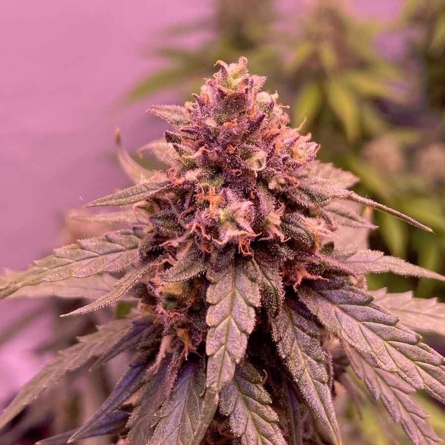 Nahaufnahme von Auto Super Skunk mit klebrigen, harzigen Knospen und lebhaften orangefarbenen Pistillen, die zu reifen beginnen.