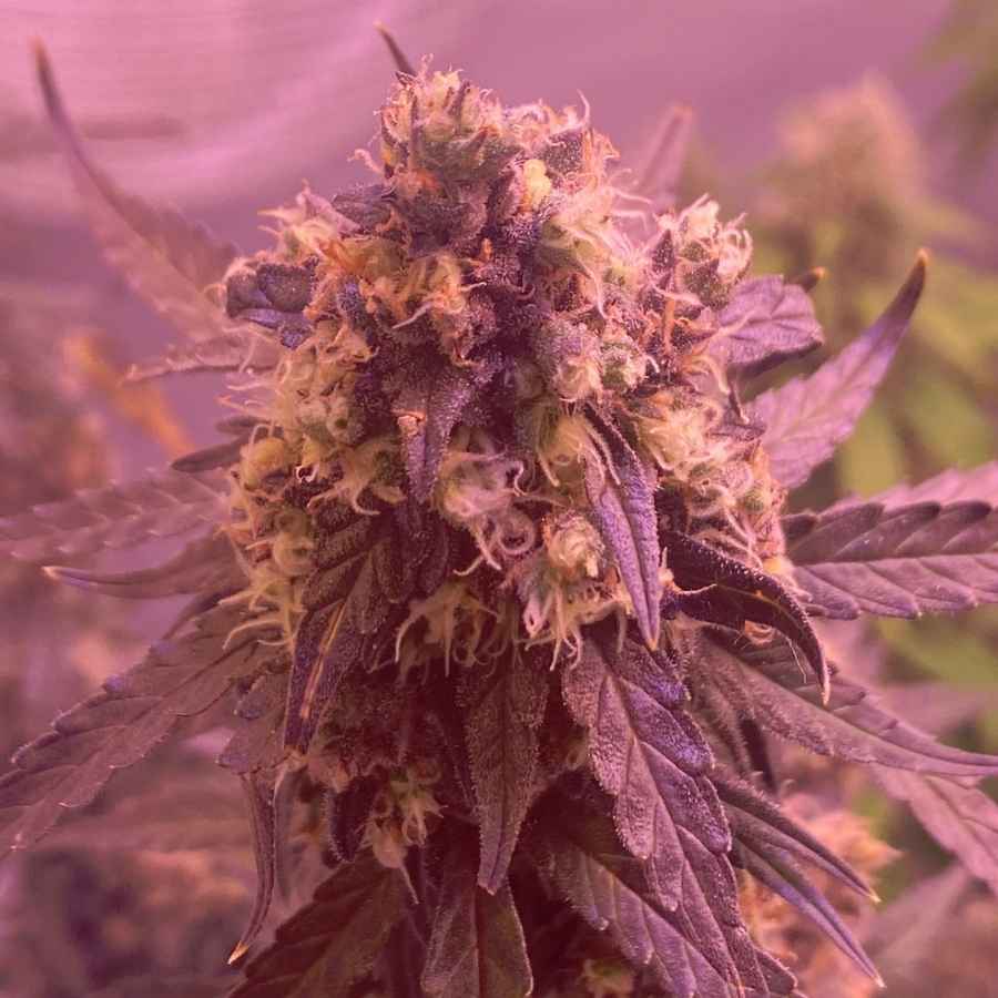 Auto Super Skunk mit beeindruckenden, harzüberzogenen Knospen, ideal für ein kräftiges und entspannendes Erlebnis.