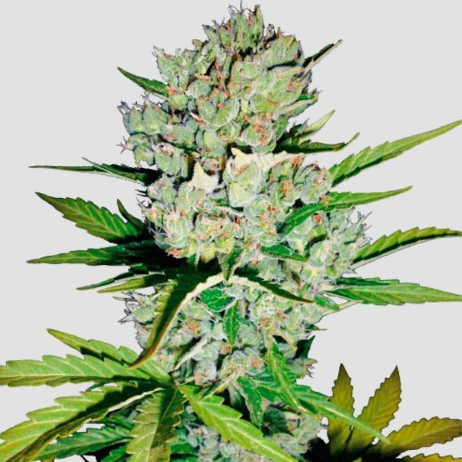 Auto Super Skunk Pflanze mit lila Tönen, die sich entwickeln, und charakteristischem Aroma und starken Knospen.