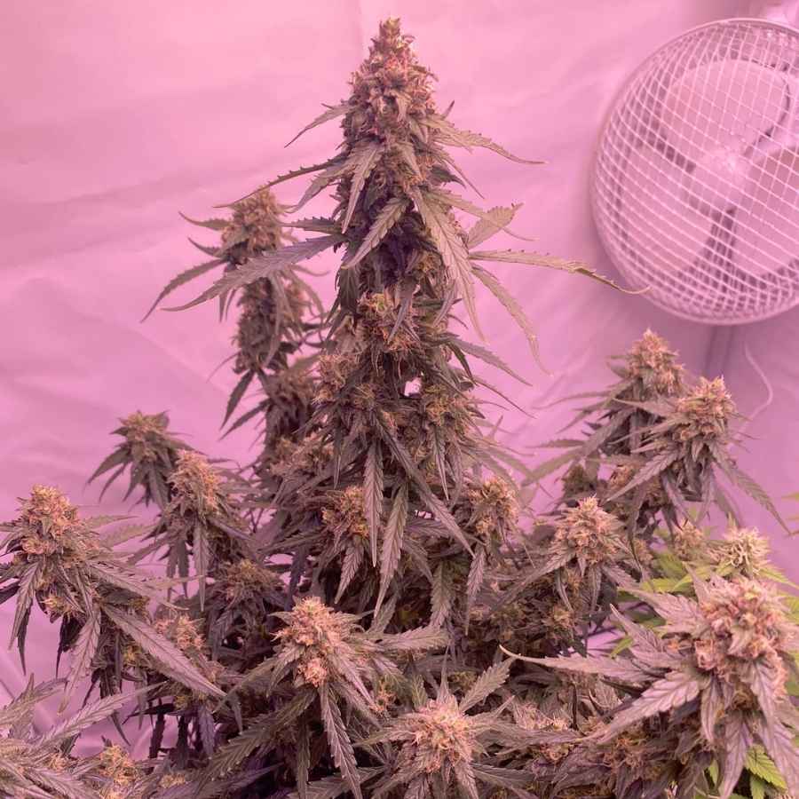 Reife Auto Super Skunk Knospen, bereit zur Ernte, mit dichten Blüten, die mit Harz bedeckt sind und ein reiches Aroma verströmen.