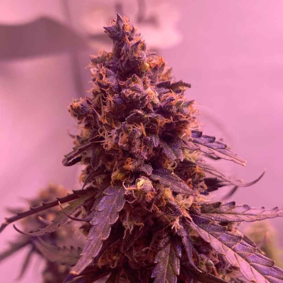 Nahaufnahme von Auto Super Skunk mit dicken, harzüberzogenen Knospen, die lebendige Farben und ein starkes Aroma zeigen.