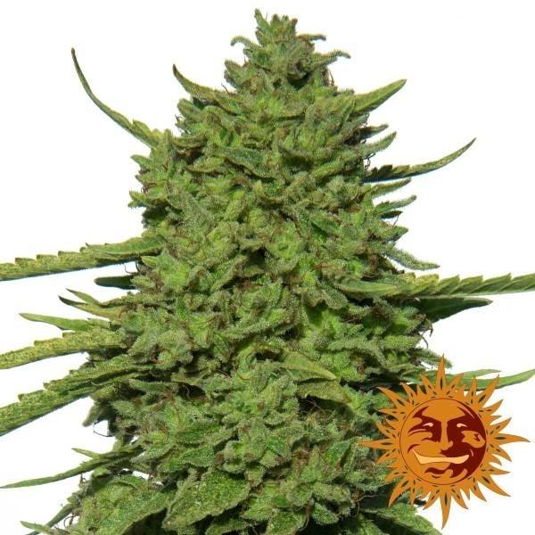 Amnesia Lemon Bud mit dichten, limettengrünen Blüten und harzigen Trichomen, gezüchtet von Barney’s Farm.