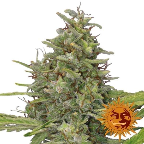 Große, harzige G13 Haze Blüte mit dichten Trichomen und orange-braunen Stempeln vor weißem Hintergrund und Barney’s Farm Logo.