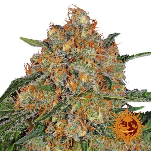Nahaufnahme einer harzigen Orange Sherbert Blüte mit dichten, orangefarbenen Blütenhaaren und frostiger Kristallschicht.