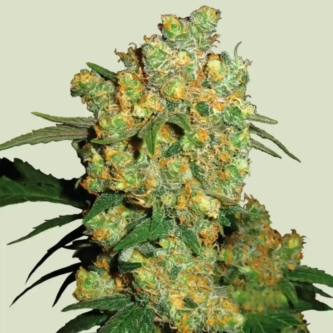 Harzige, kompakte Big Bud Blüte mit dichten, orangefarbenen Blütenhaaren und kräftigen grünen Blättern