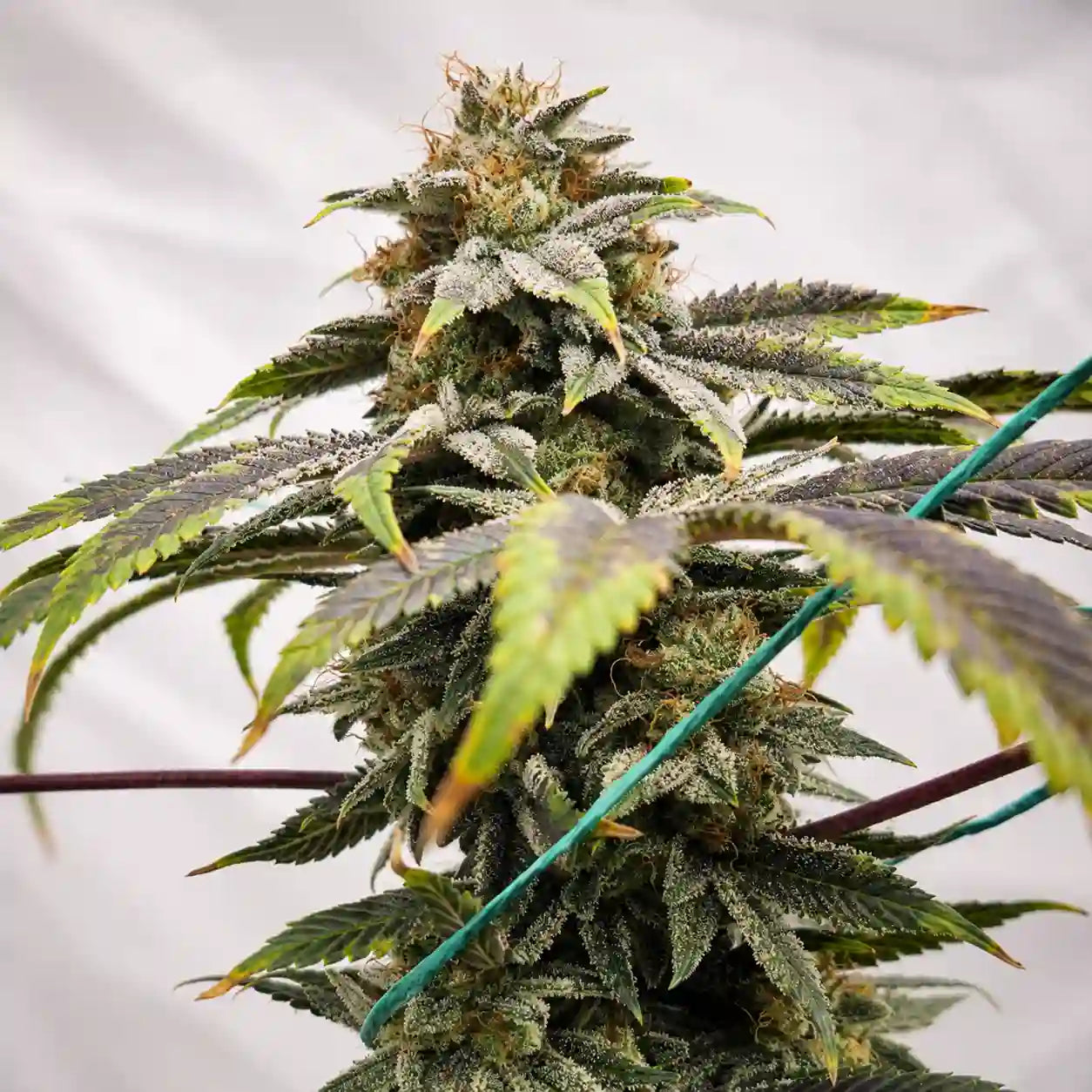 Black Domina Hauptblüte mit dichter Trichomschicht, orangefarbenen Blütenfäden und dunklen Blättern