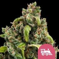 Harzige Candy Kush Blüte mit orangen Blütenhaaren und dichten grünen Blättern vor hellem Hintergrund