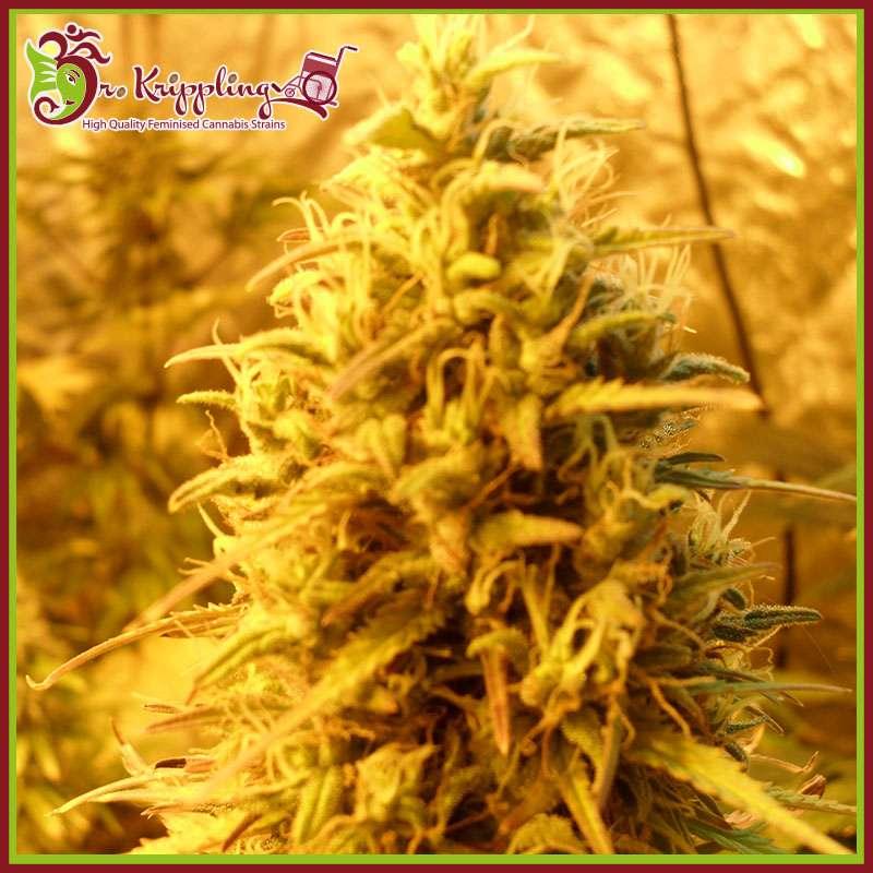 Nahaufnahme einer harzigen Teasy Mist Blüte mit dichten, hellgrünen Buds und orangefarbenen Blütenhaaren im Growzelt.