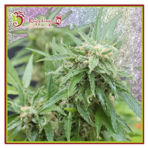 Chocberry Cbd Auto Pflanze mit dichten, harzigen Buds und tiefgrünen Blättern in der Blütephase unter natürlichem Licht.