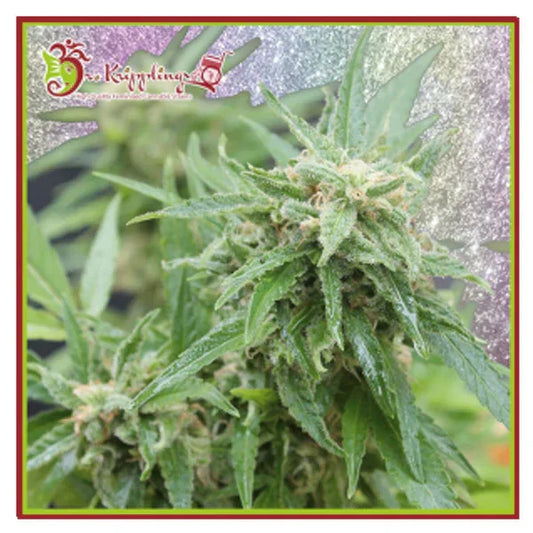 Chocberry Cbd Auto Pflanze mit dichten, harzigen Buds und tiefgrünen Blättern in der Blütephase unter natürlichem Licht.