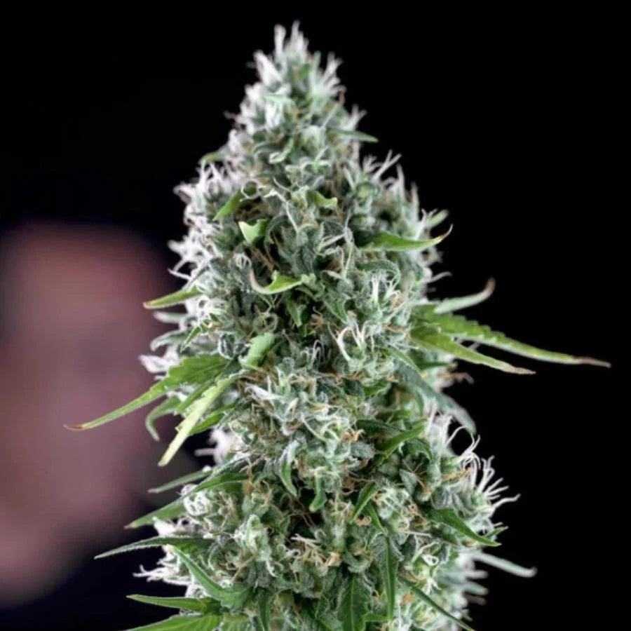 Dichte, harzüberzogene Cannabisblüte der Sorte Kritikal Bilbo x AK-47 mit langen, schmalen grünen Blättern und weißen Pistillen vor dunklem Hintergrund.