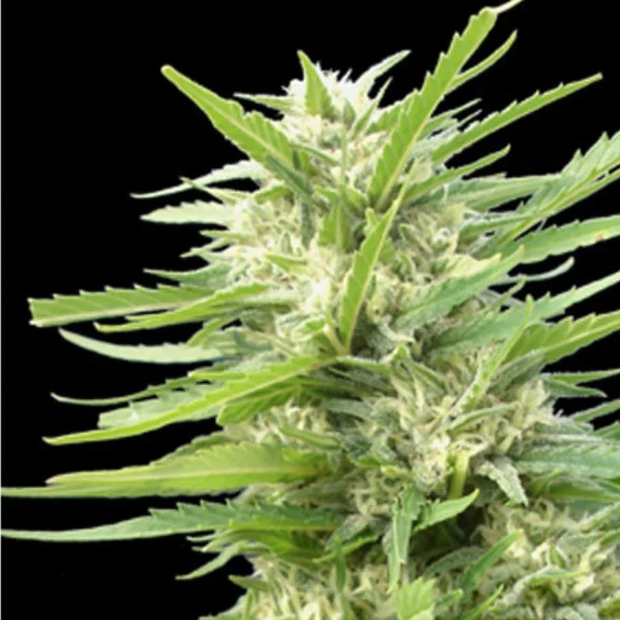 Kritikal Bilbo X Ak-47 zeigt eine kompakte, dichte Bud mit vielen klaren Trichomen und intensiven grünen Blättern.