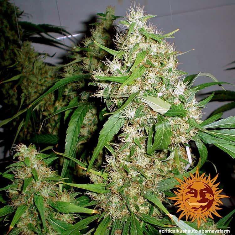 Critical Kush Auto Pflanze mit harzreichen Blüten und kompaktem Wuchs in der Blütephase