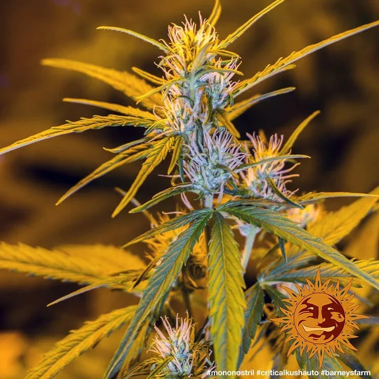 Blühende Critical Kush Auto mit violetten Nuancen und orangenen Blütenhaaren