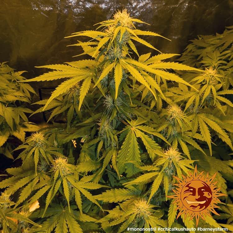 Critical Kush Auto mit gelben Blättern und kompakten Blütenständen kurz vor der Ernte