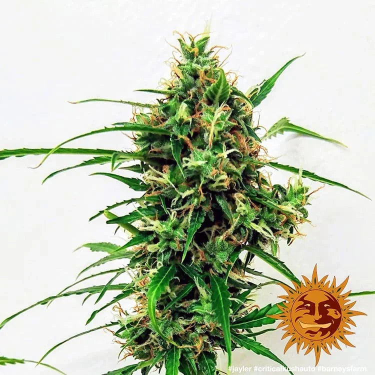 Dichte Critical Kush Auto Bud mit braunen Stempeln und vielen Trichomen in Nahaufnahme