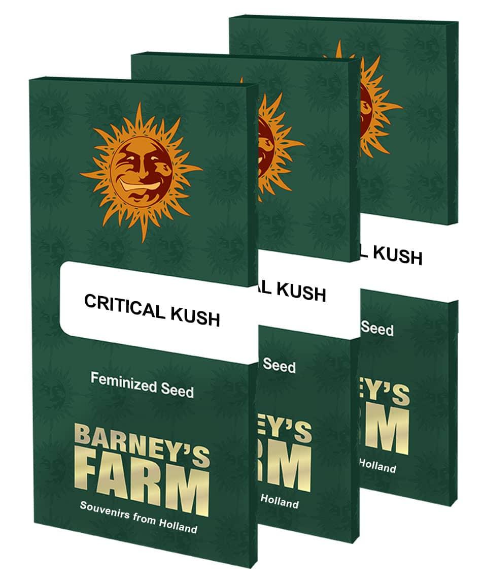 Verpackungseinheiten der Critical Kush Samen von Barney’s Farm in grünem Design