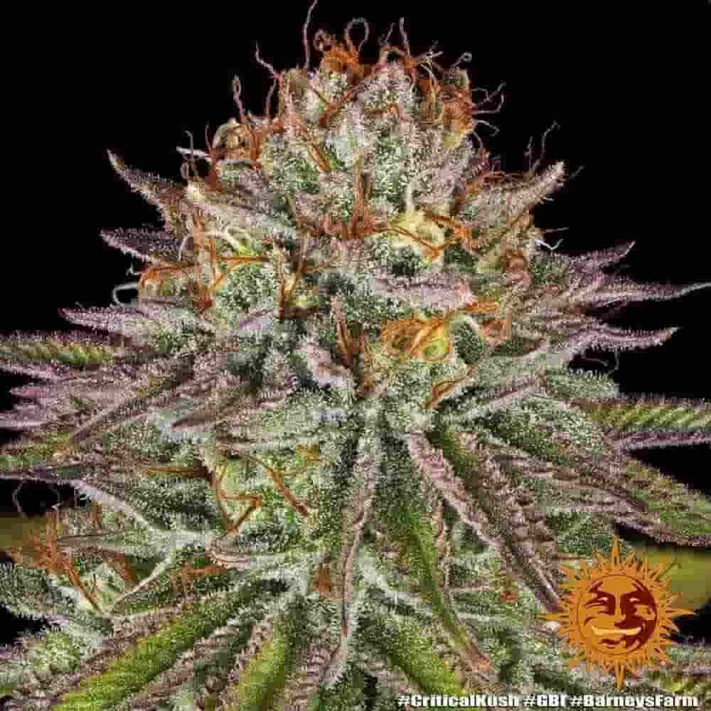 Nahaufnahme eines Critical Kush Buds mit orangefarbenen Fäden und dichten Trichomen