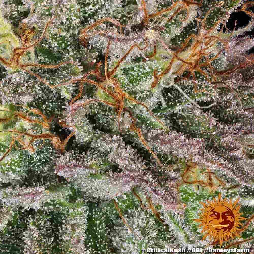 Makroaufnahme der Critical Kush Blüte mit kristallartiger Harzschicht und violetten Nuancen