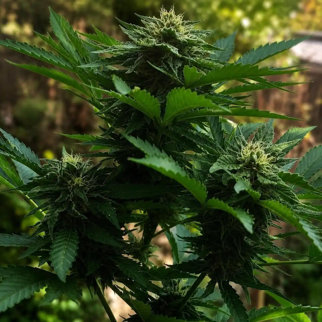 Durban Dew mit mehreren harzigen Buds, hellen Blütenhärchen und dunkelgrünen Blättern