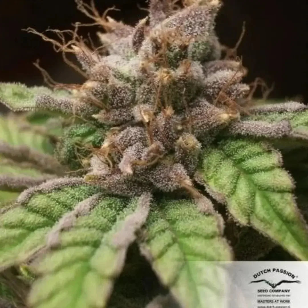 Reifer Blueberry Bud mit violetten Spitzen und grünen Blättern unter natürlichem Licht im späten Blüte-Stadium.